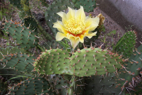 opuntia macrorhiza v. aureicarpa